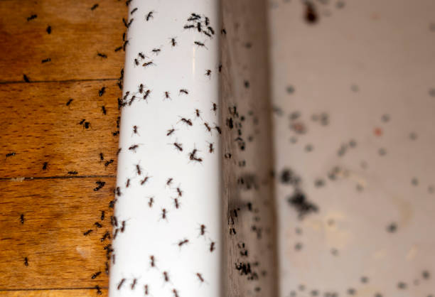 Best Mosquito Control Services  in Lake Ozark, MO